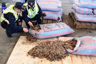 深圳海关截获活性炭